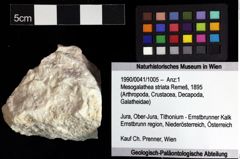 Foto (Objket + Etiketten) von Mesogalathea striata (Remeš, 1895) 